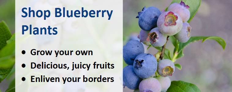Shop blueberry plants banner